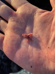 Leptasterias hexactis