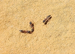 Pseudomyrmex termitarius