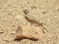 Ammomanes deserti