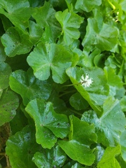 Hydrocotyle leucocephala