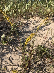 Solidago gillmanii