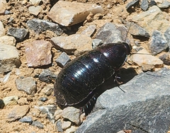 Blaberidae