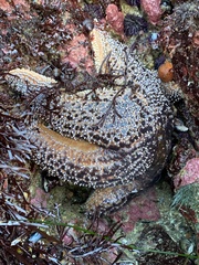 Pisaster giganteus
