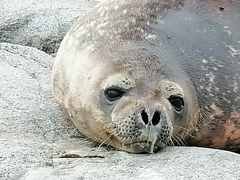 Leptonychotes weddellii