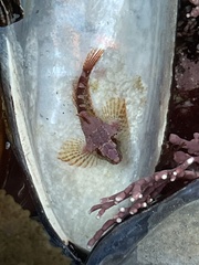 Oligocottus rubellio