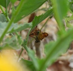 Diogmites angustipennis