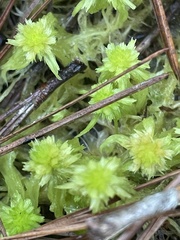 Sphagnum cuspidatum