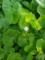 Hydrocotyle leucocephala