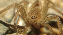 Heteropodinae