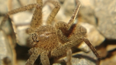 Heteropodinae