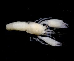 Periclimenaeus spinosus