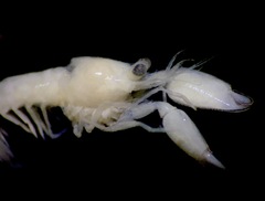 Periclimenaeus spinosus