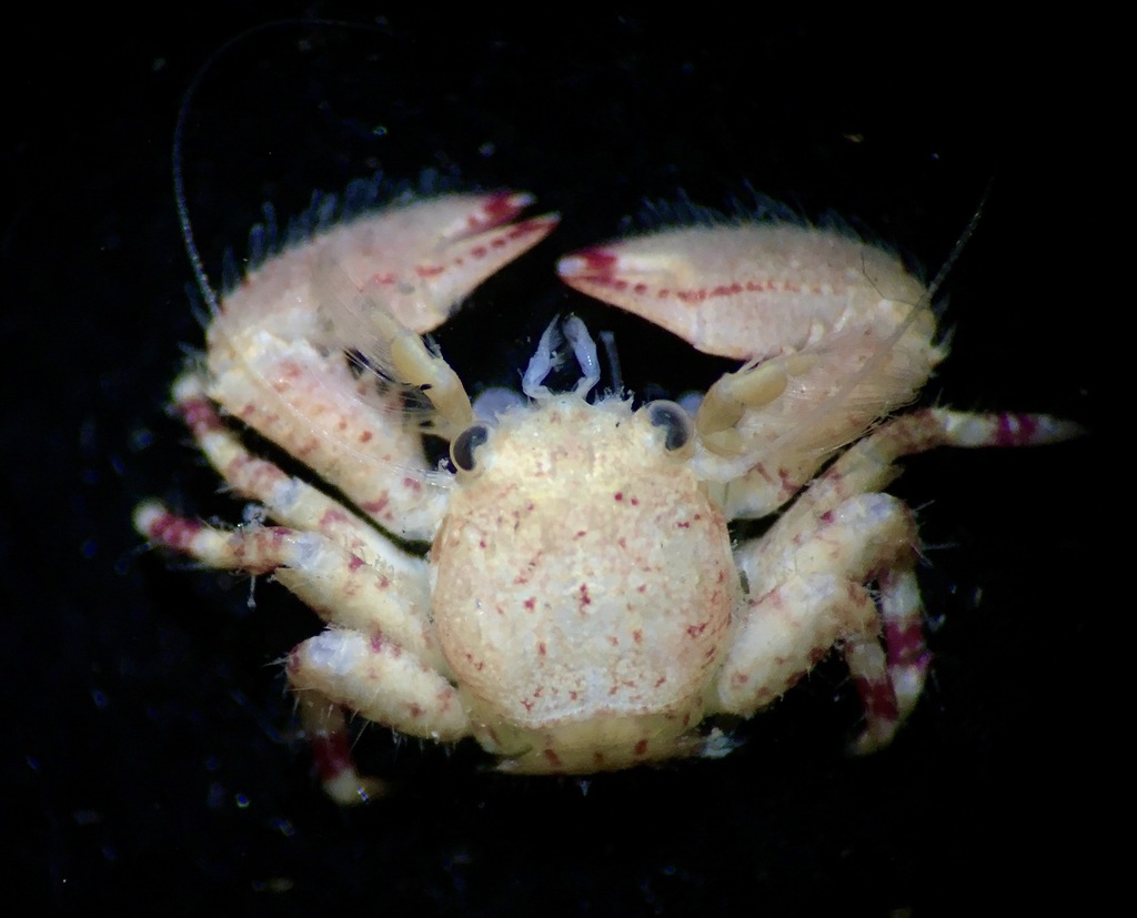 Petrolisthes haigae