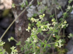 Galium ciliare