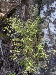 Galium ciliare