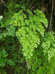 Adiantum