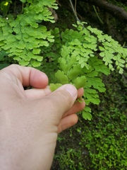 Adiantum
