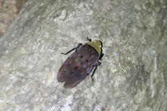 Penthicodes atomaria