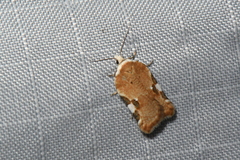 Acleris cervinana