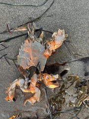 Blepharipoda occidentalis