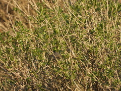 Polioptila