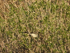 Polioptila