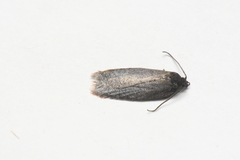 Acleris