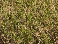 Polioptila