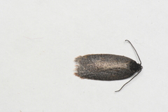 Acleris