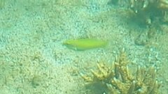 Halichoeres chloropterus