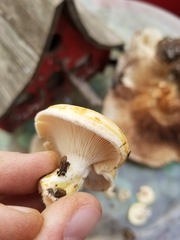 Lactarius alnicola