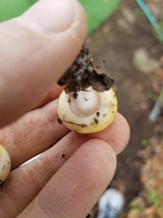Lactarius alnicola