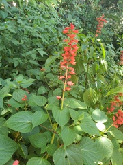 Salvia splendens