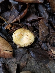 Lactarius alnicola