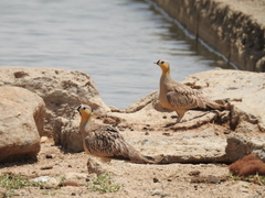 Pterocles coronatus