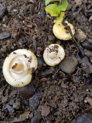 Lactarius alnicola