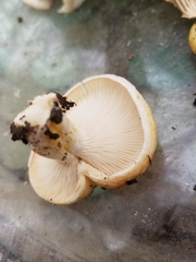Lactarius alnicola