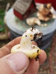 Lactarius alnicola