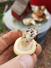 Lactarius alnicola
