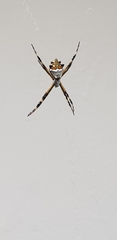Argiope