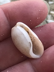 Bulla occidentalis