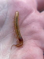 Pentidotea montereyensis