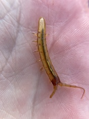 Pentidotea montereyensis