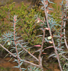 Melichrus erubescens