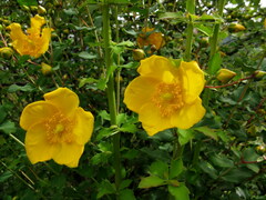 Hypericum bellum