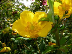 Hypericum bellum