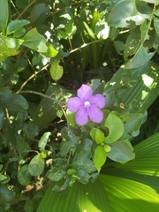 Brunfelsia