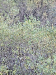 Salix canariensis image