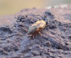 Litargus connexus