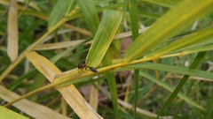 Tetraponera rufonigra